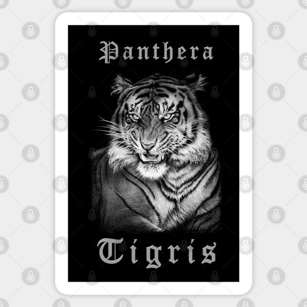 PANTHERA TIGRIS 1 Sticker by MiroDesign